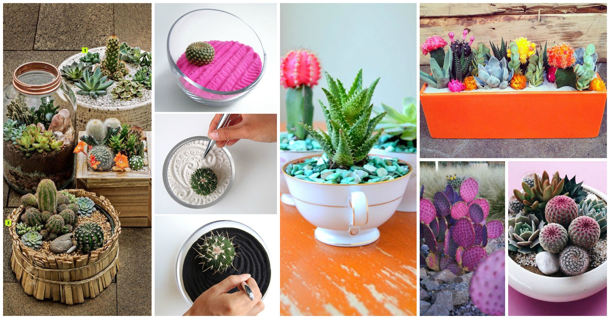 Mini Cactus Gardens That Will Leave You Speechless