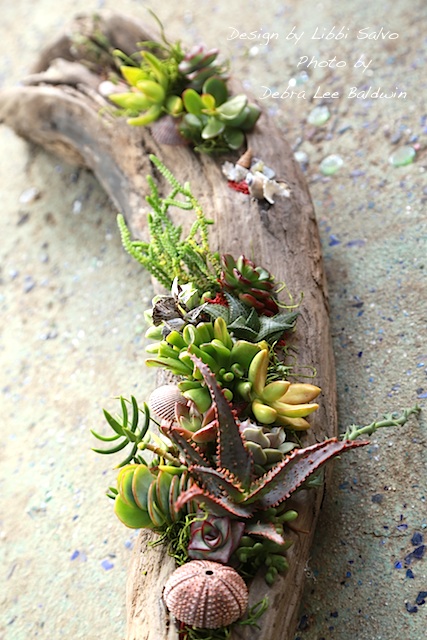 Unique Succulent Driftwood Planters That You Will Love