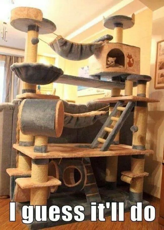 cool-cat-climbing-structure