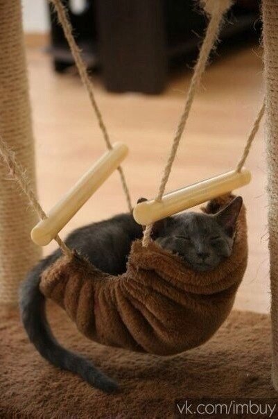 cool-cat's-hammock