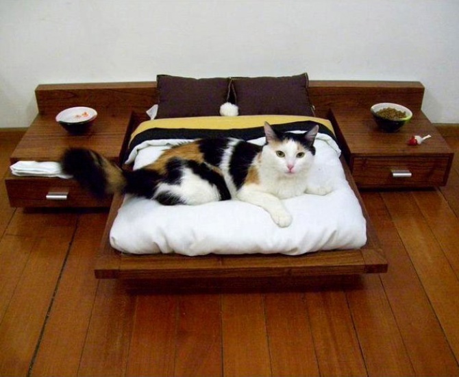 unique-cats-bed