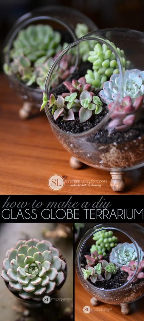 glass-globe-terrarium