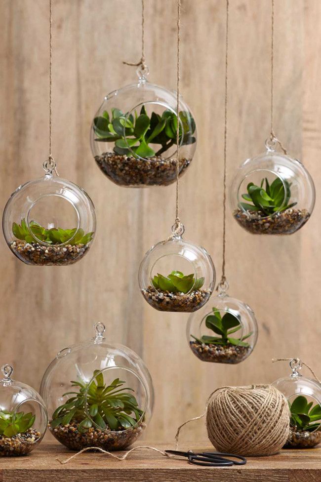 indoor-plants-hanging-terrariums