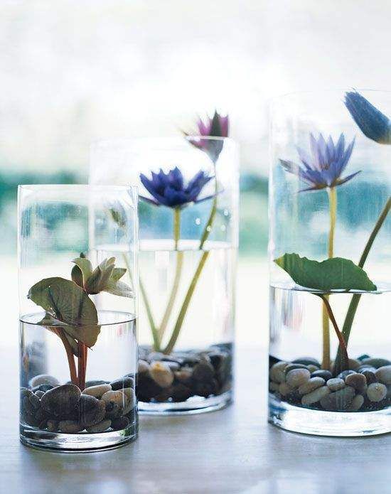 water-plant-tarrarium