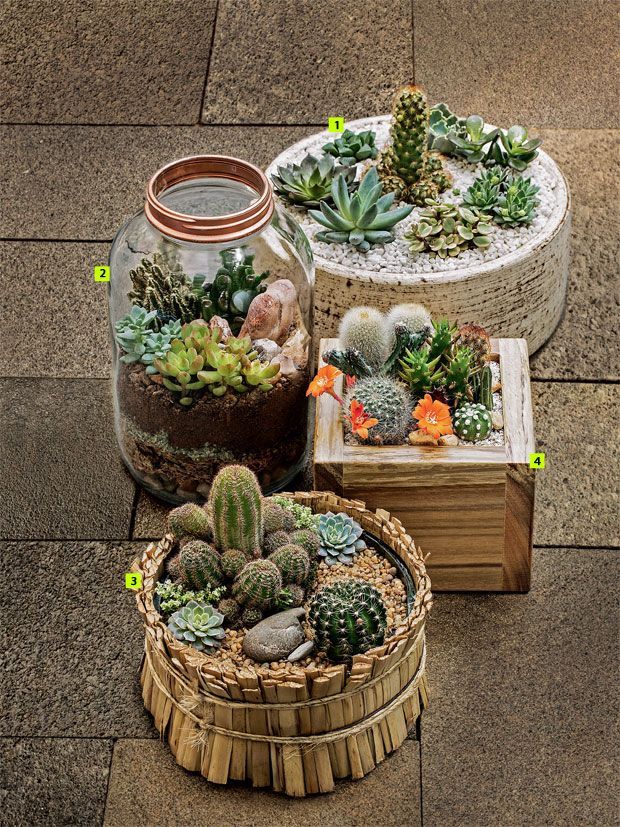 mini-cactus-garden1