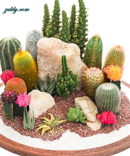 mini-cactus-garden11
