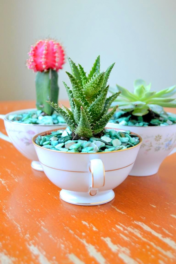 mini-cactus-garden12