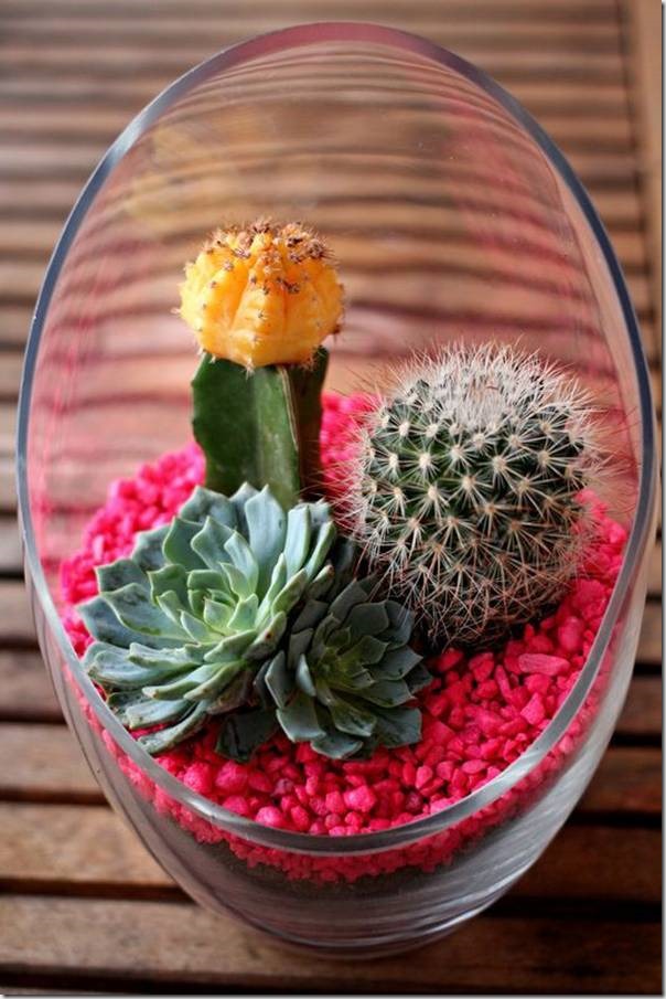 mini-cactus-garden18