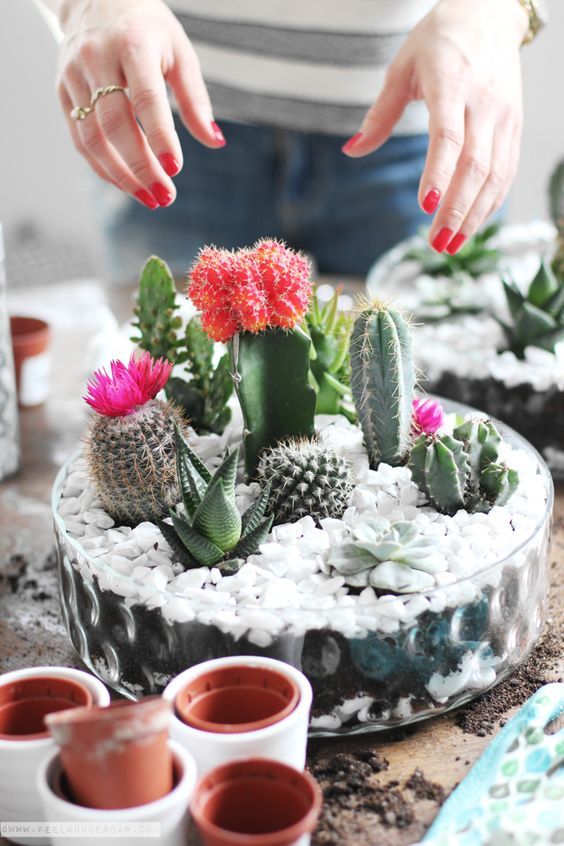 mini-cactus-garden19