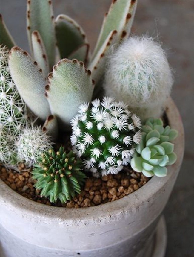 mini-cactus-garden4