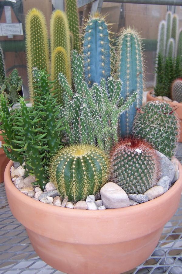 mini-cactus-garden6