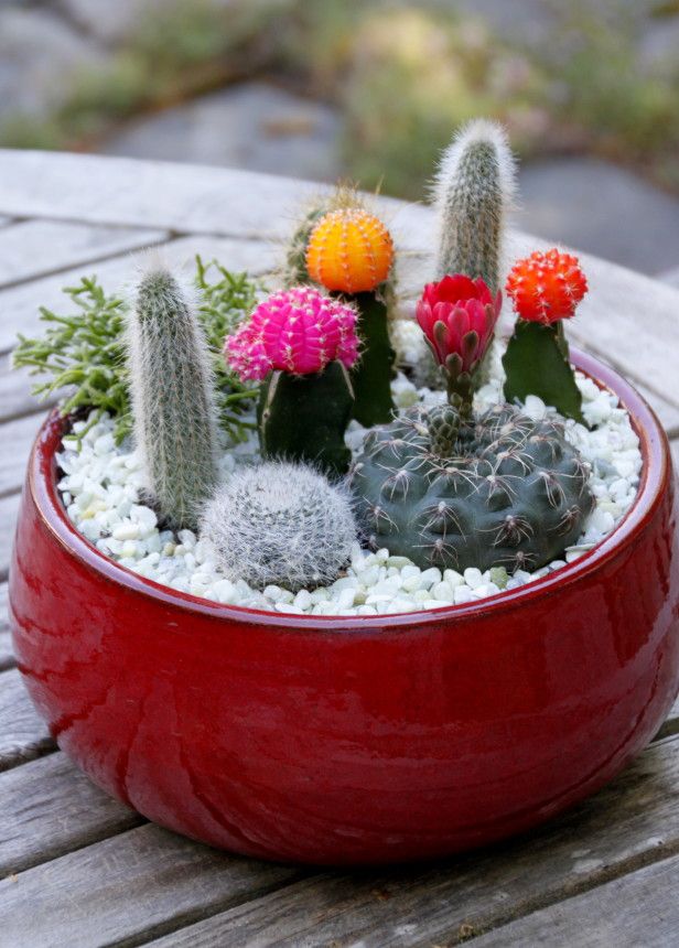 mini-cactus-garden8
