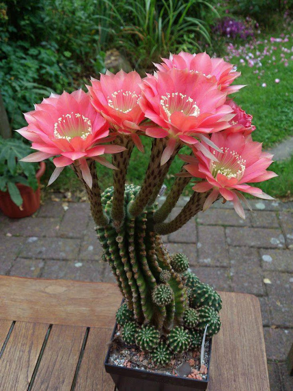 mini-cactus-garden9