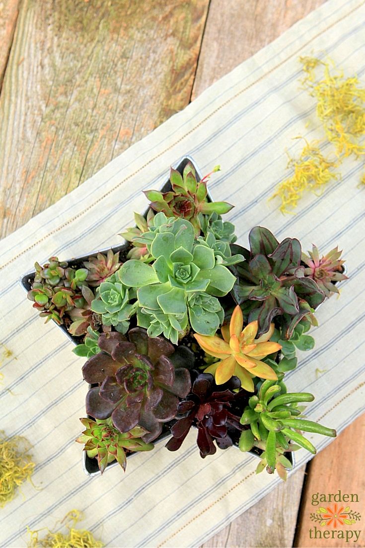 creative-succulent-planter-ideas2