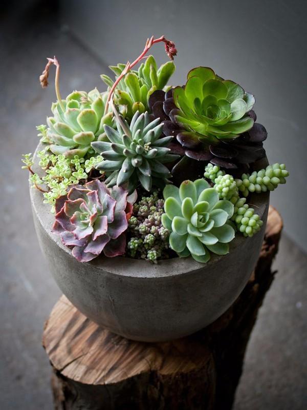 creative-succulent-planter-ideas9