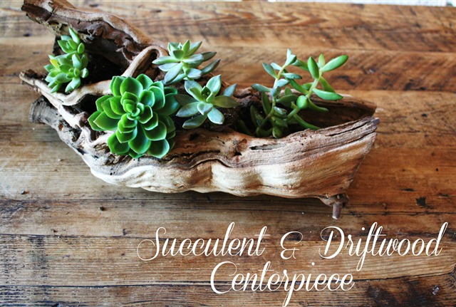 succulent-driftwood-planters14